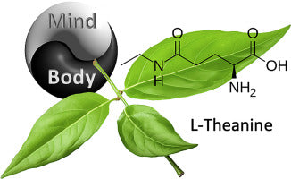 L-Theanine: The Calm Within the Cup — Unlocking the Mental and Cognitive Power of Tea’s Unique Amino Acid