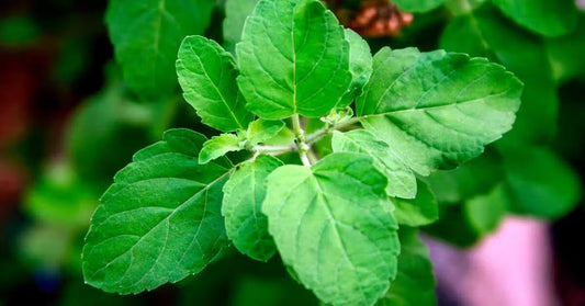 🌿 Holy Basil: Nature’s Chill Pill in a Leaf!