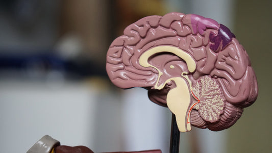 🧠 L-Threonate: A Breakthrough Nutrient for Cognitive Health