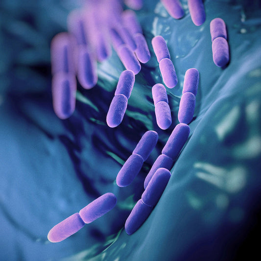 Gut Feeling: Why Probiotics Are Your Tummy’s Best Friend!