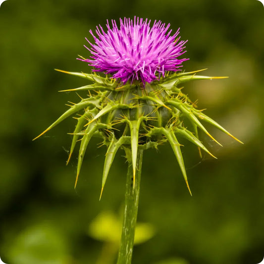 Milk Thistle: The Liver-Detox Super Herb Everyone’s Talking About!