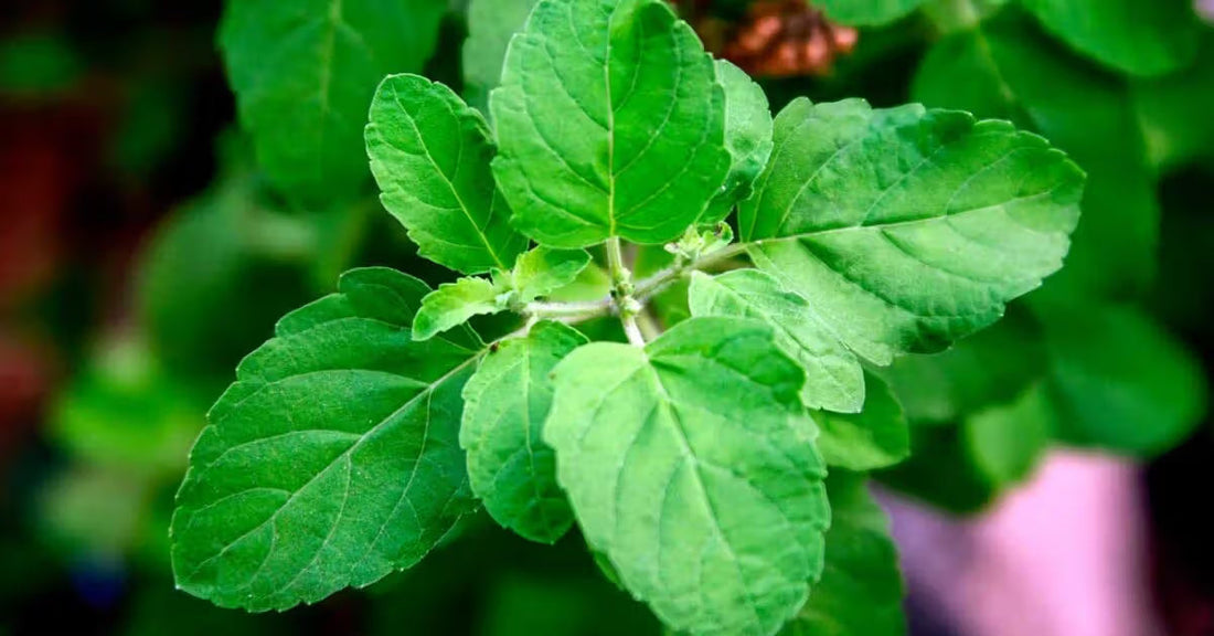 🌿 Holy Basil: Nature’s Chill Pill in a Leaf!
