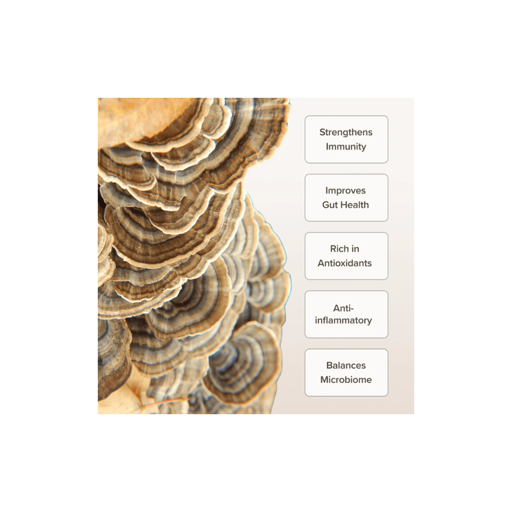 Bloomable Turkey Tail Mushroom Extract Capsules (120 Capsules)